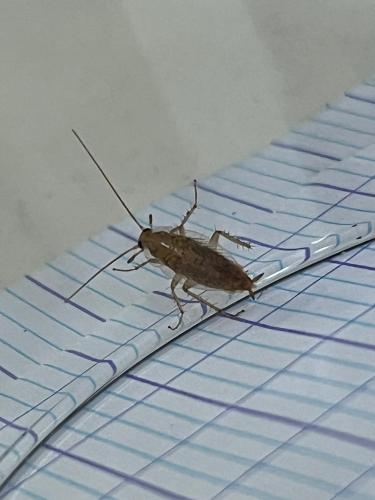 Planuncus vinzi